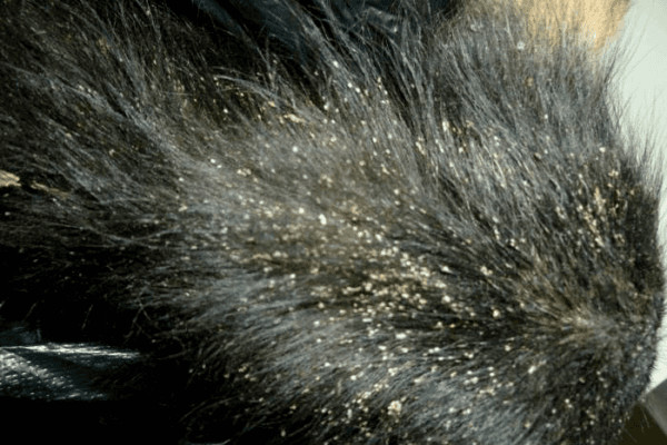 Symptoms of lice eating in dogs