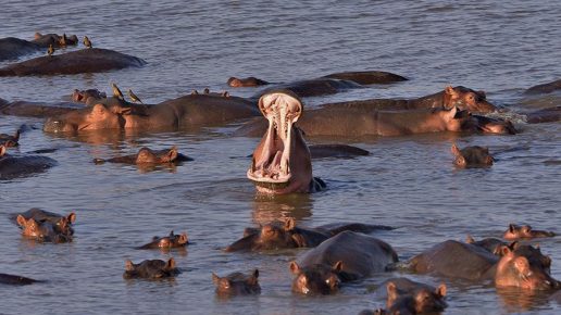 Overpopulation by hippos in South Luangwa Park