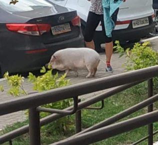 Girl with a Pig