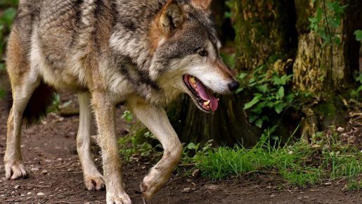 Gray Wolf from Chernobyl
