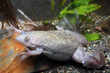 Spur frog