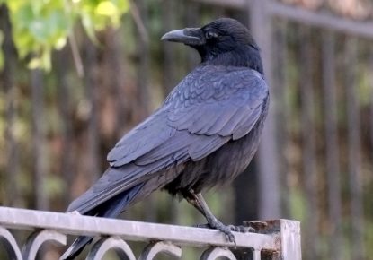 black Crow