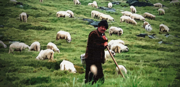The shepherd grazes the flock