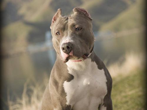 Education and prevention of aggression in pit bull