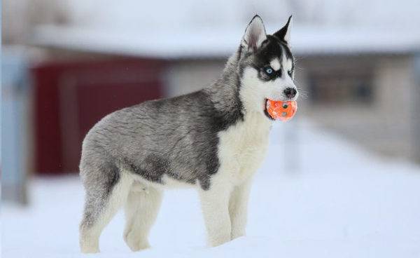 husky puppy