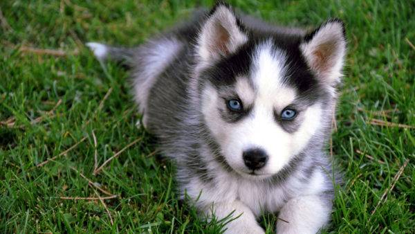 husky puppy lies