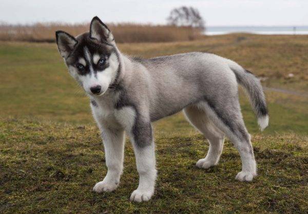 Husky are the best dogs