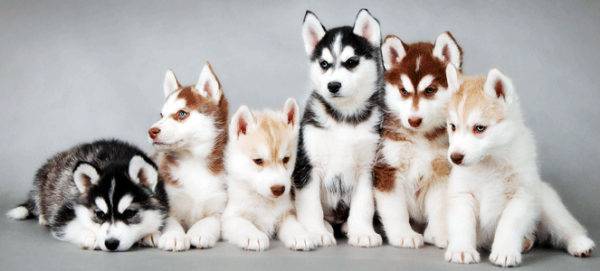 Siberian Husky Puppies