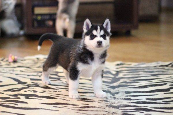 Husky