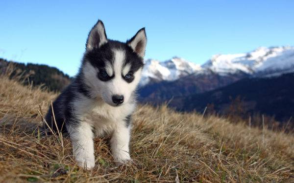 husky puppy on the grass