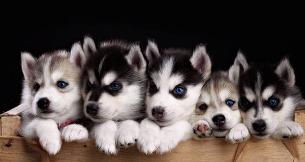 cute husky puppies