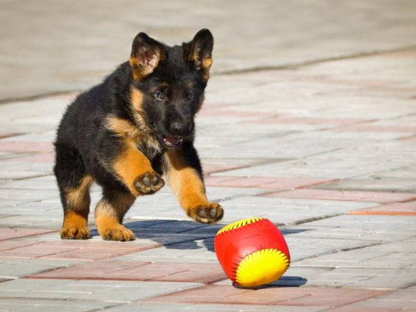 German shepherd and ball