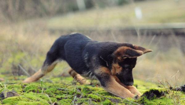German shepherd is playing