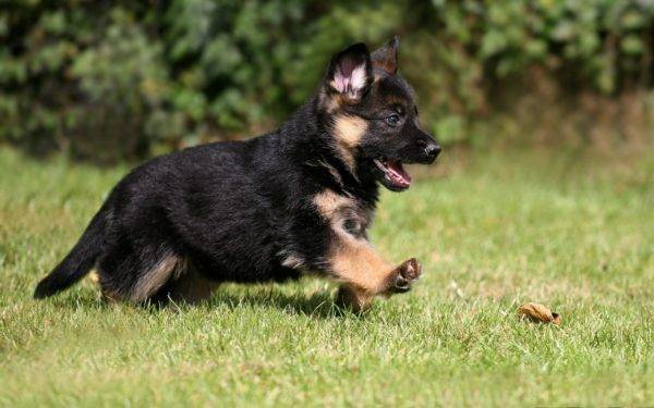 little german shepherd