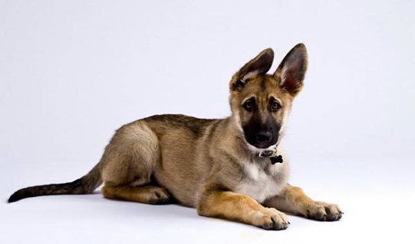 German Shepherd 4 months