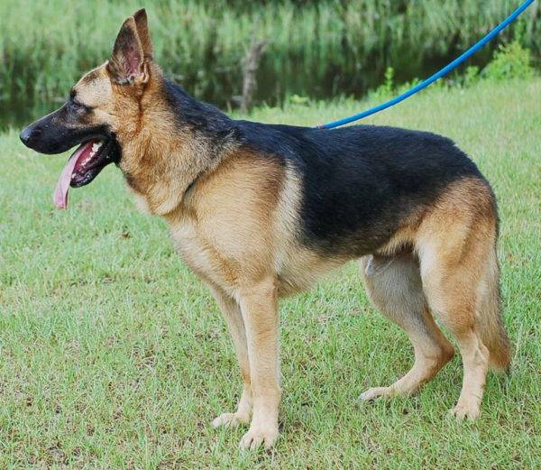 German shepherd per year