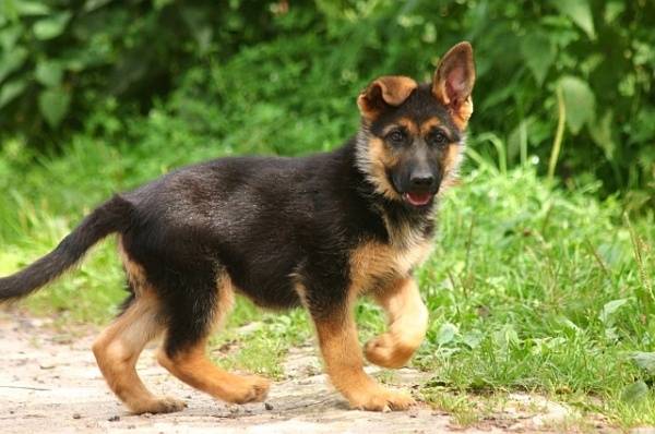 German shepherd puppy team for a walk