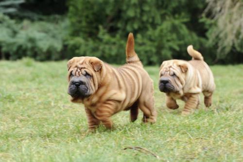 Possible Sharpei aggression - character and breed socialization