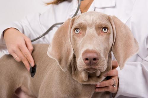 All You Need to Know About Dog Cancer, Symptoms and treatment
