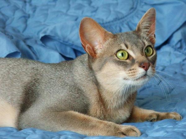 All colors of Abyssinian cats: photos from description