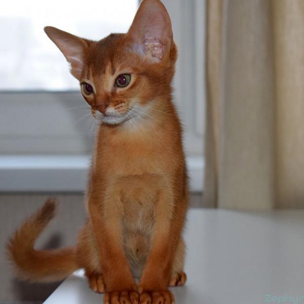All colors of Abyssinian cats: photos from description
