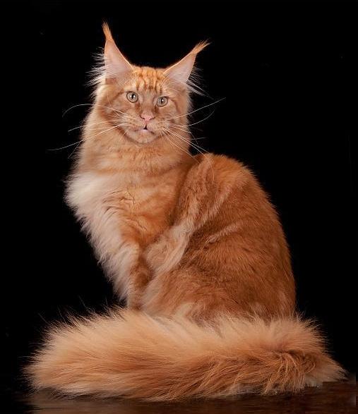 All colors of Maine Coon: photo with description