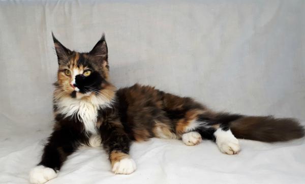 All colors of Maine Coon: photo with description