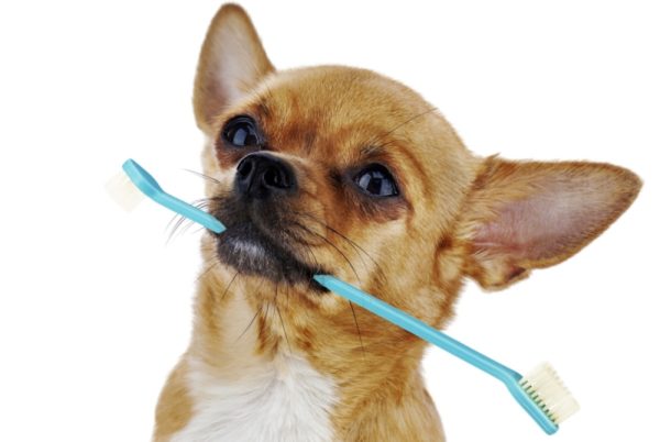 All you need to know about Chihuahua teeth read the article