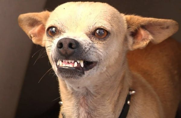 How to Care for Chihuahua Teeth