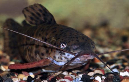 Male Tarakatum