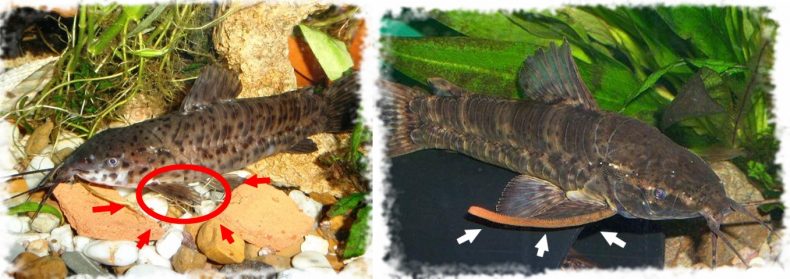 Female and male taracatum