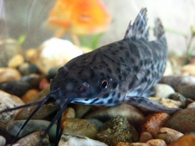 Catfish taracatum on the stones