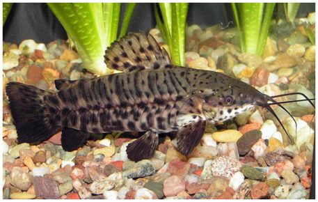 Female Tarakatum