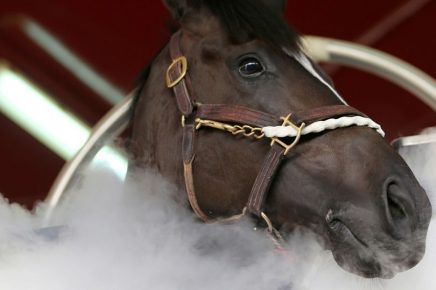 Cryotherapy for a horse