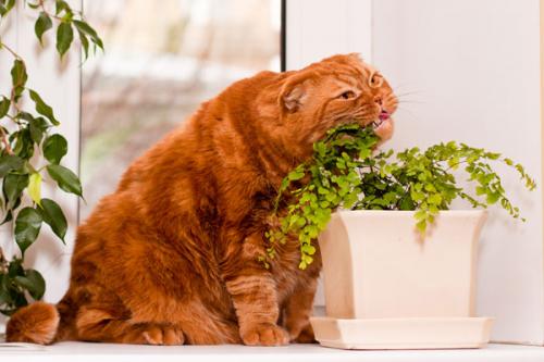 Poisonous plants and flowers for cats