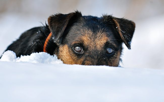 The Yagd Terrier can become almost invisible in any environment.