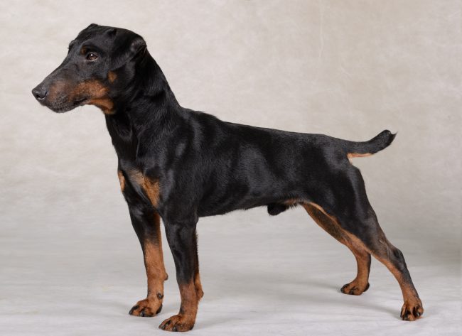 The yagd terrier is very nimble and fast, so it will be indispensable for various types of hunting.