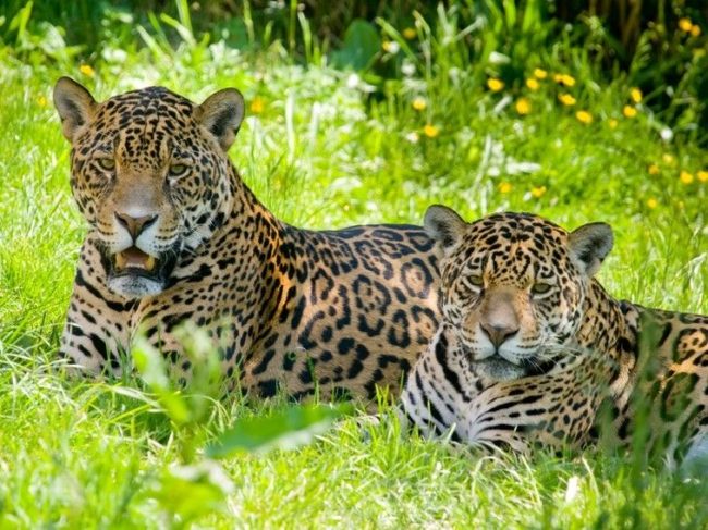 Since at one time the jaguar was almost destroyed by hunters, in order to avoid breaking the natural link, the species is listed in the International Red Book