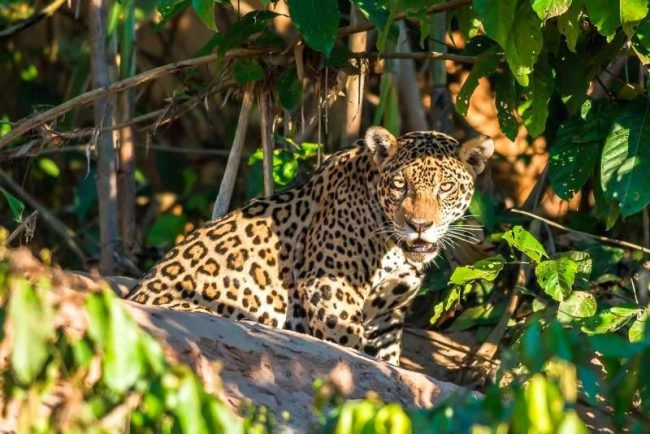 These wild cats are found in dark forests, shrouds, marshes, mountain forests, on the ocean coast and even in the desert. The jaguar still has an areola at the mouth of the Amazon, but has been almost exterminated in other drier regions.