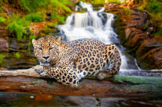 The Jaguar is one of the largest predators in North and South America. Its body is 112 to 182 cm long without a tail. The tail itself grows to 75 cm.