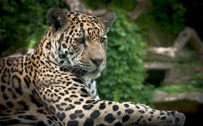 Jaguars are identified by their yellow or orange skins, dark spots and short paws. Dark spots look like roses and are called rosettes.