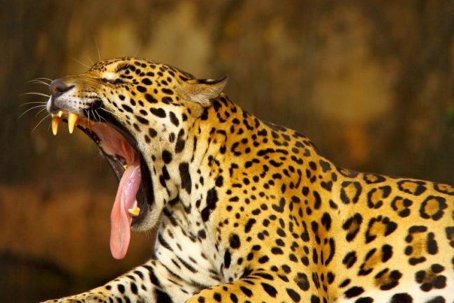 Of the entire cat family, the jaguar has the strongest and most powerful jaws. They are skilled hunters. They will catch their prey by surprise. Few other predators can instantly react at the right time.