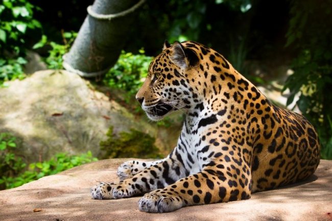 A jaguar attacks a person rarely, and when he sees it, he may not react at all, he’s gone. It’s hard to describe the emotions of the people who met this beast. Eyewitnesses say that a handsome man does not cause nauseating horror, but rather impresses with his nobility.