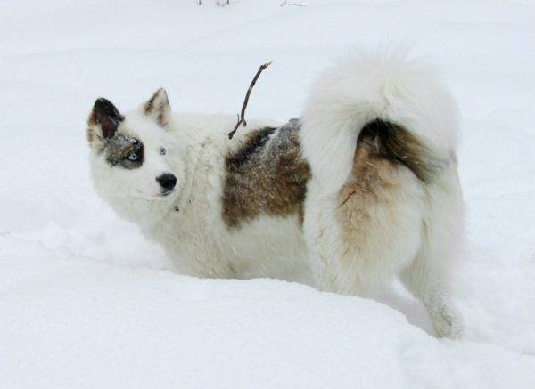 Yakut husky black and white with red marks