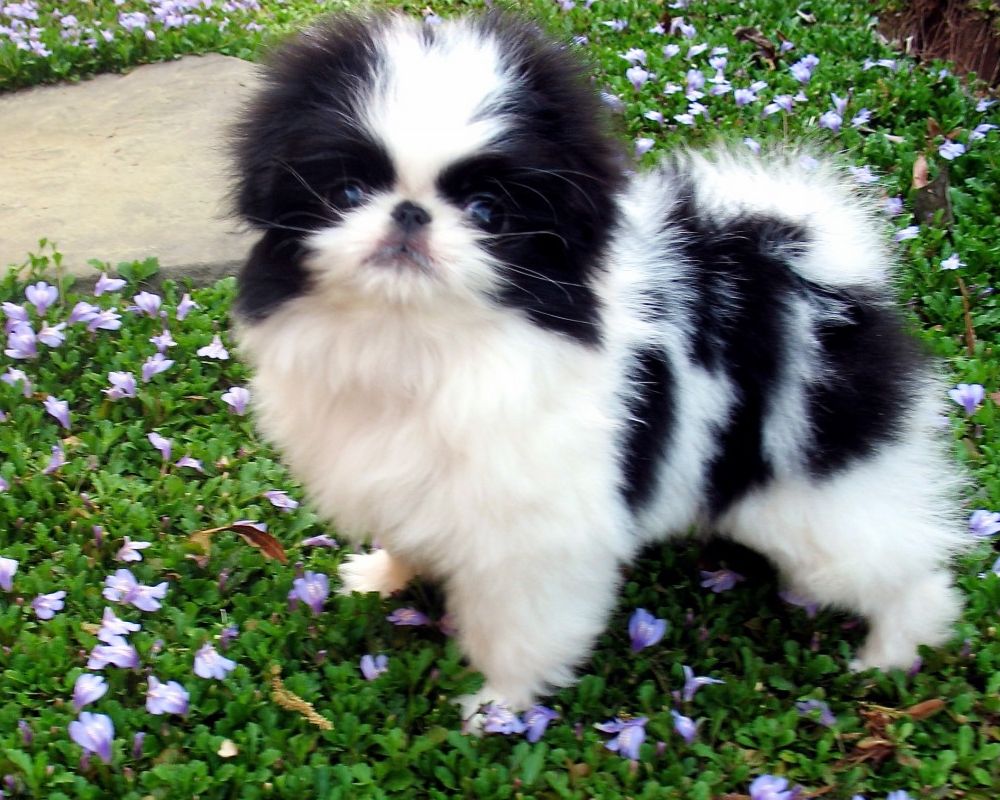Japanese Chin Puppy