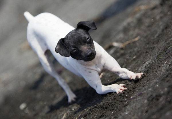 Japanese Terrier stretches