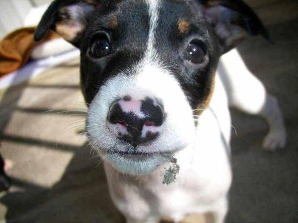 Japanese Terrier muzzle