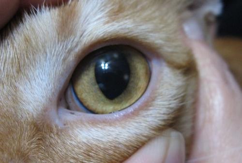 Corneal ulcer in cats - symptoms, diagnosis and treatment
