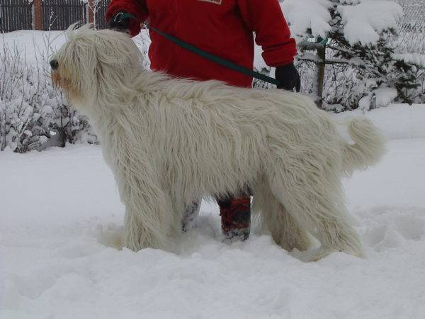 South Russian Shepherd in winter