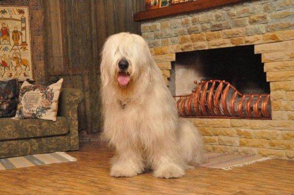 South Russian Shepherd by the fireplace
